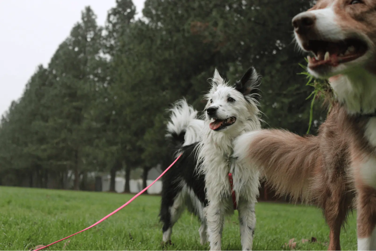 dogs playing